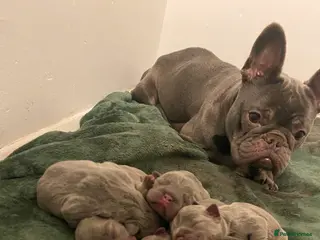 French Bulldog dogs Family raised French bulldog puppies - Advert 1