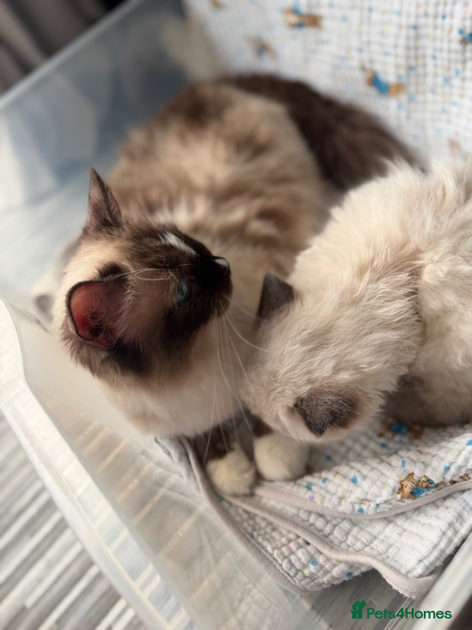 Ragdoll cats Beautiful pedigree ragdoll kittens  - Advert 2