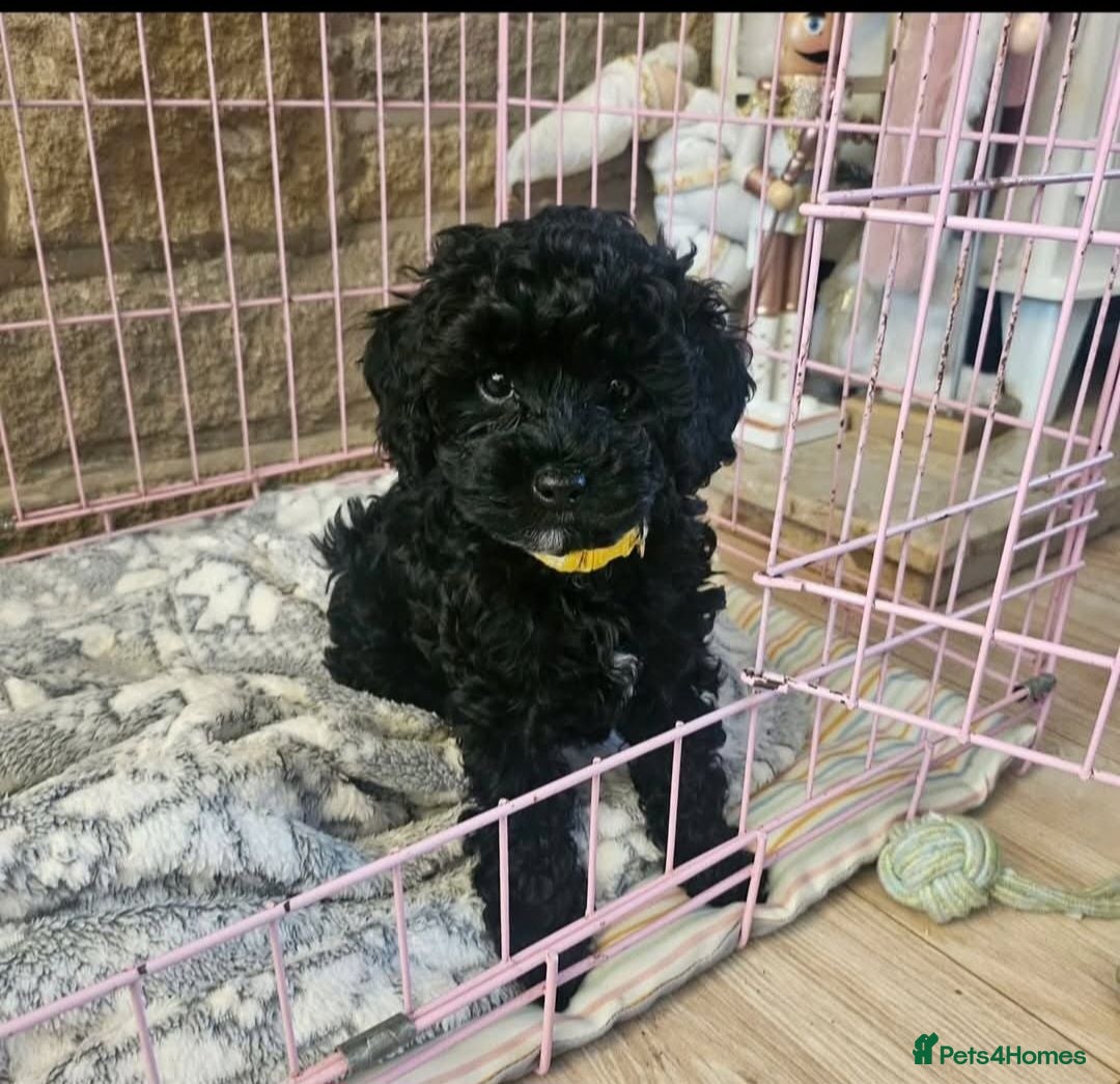 Cavapoo dogs Beautiful little Minnie - Toy F1b cavapoo - Advert 6