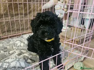 Cavapoo dogs Beautiful little Minnie - Toy F1b cavapoo - Advert 6