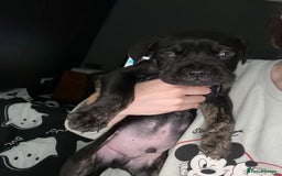 Mixed Breed dogs for sale: Reduced 1 boy left  £600       cane corso cross  - Image 4