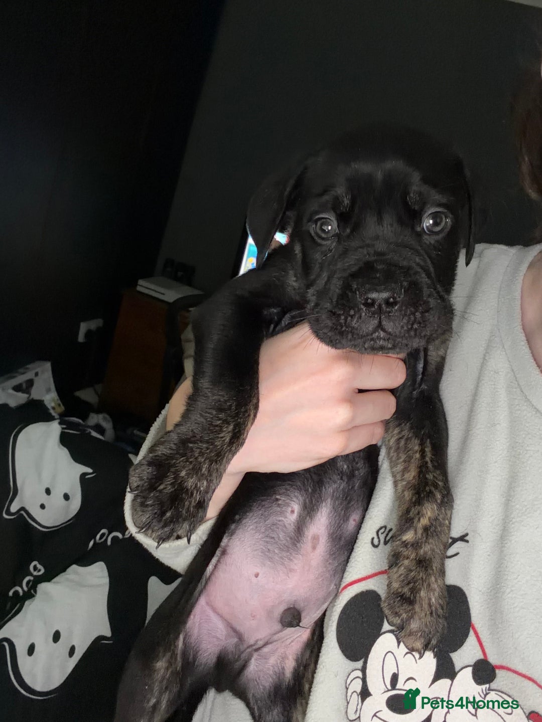 Mixed Breed dogs for sale: Reduced 1 boy left  £600       cane corso cross  - Image 4
