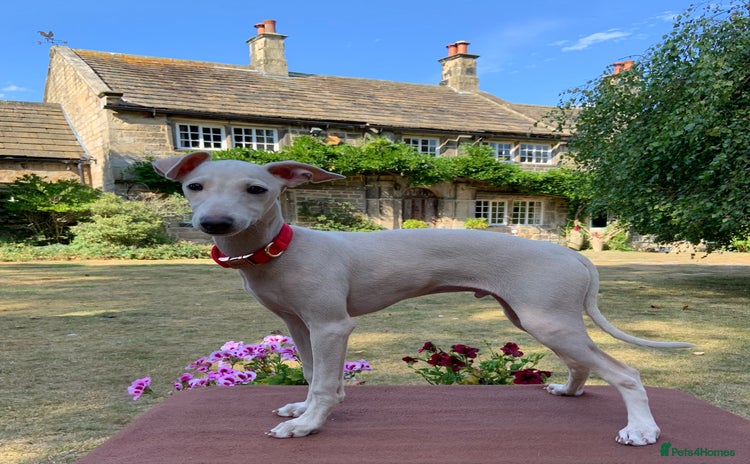 Italian Greyhound dogs in Leeds - Advert 5