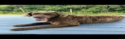 Flat coated Retriever dogs for sale: Flat coated X golden retrievers - Advert 6
