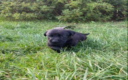 Labrador Retriever dogs for sale: Exceptional Quality KC Reg Labrador Puppies  - Image 17