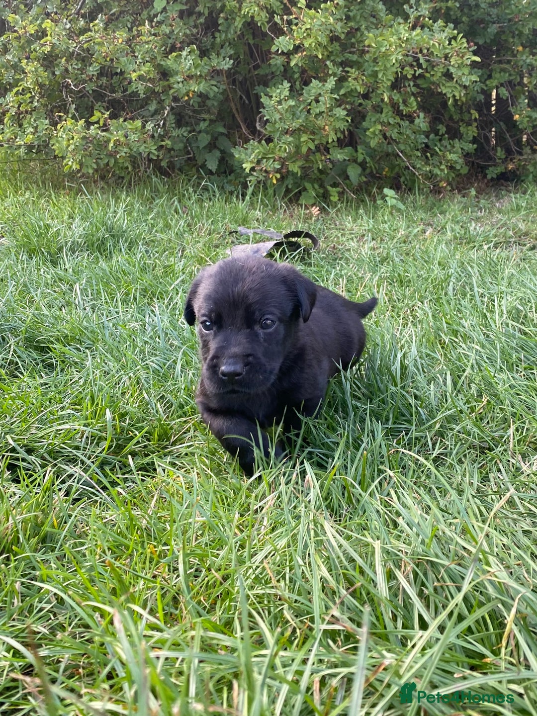 Labrador Retriever dogs for sale: Exceptional Quality KC Reg Labrador Puppies  - Image 17