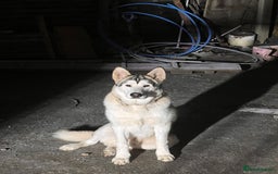 Siberian Husky dogs for sale: Bruno in Gravesend - Image 8