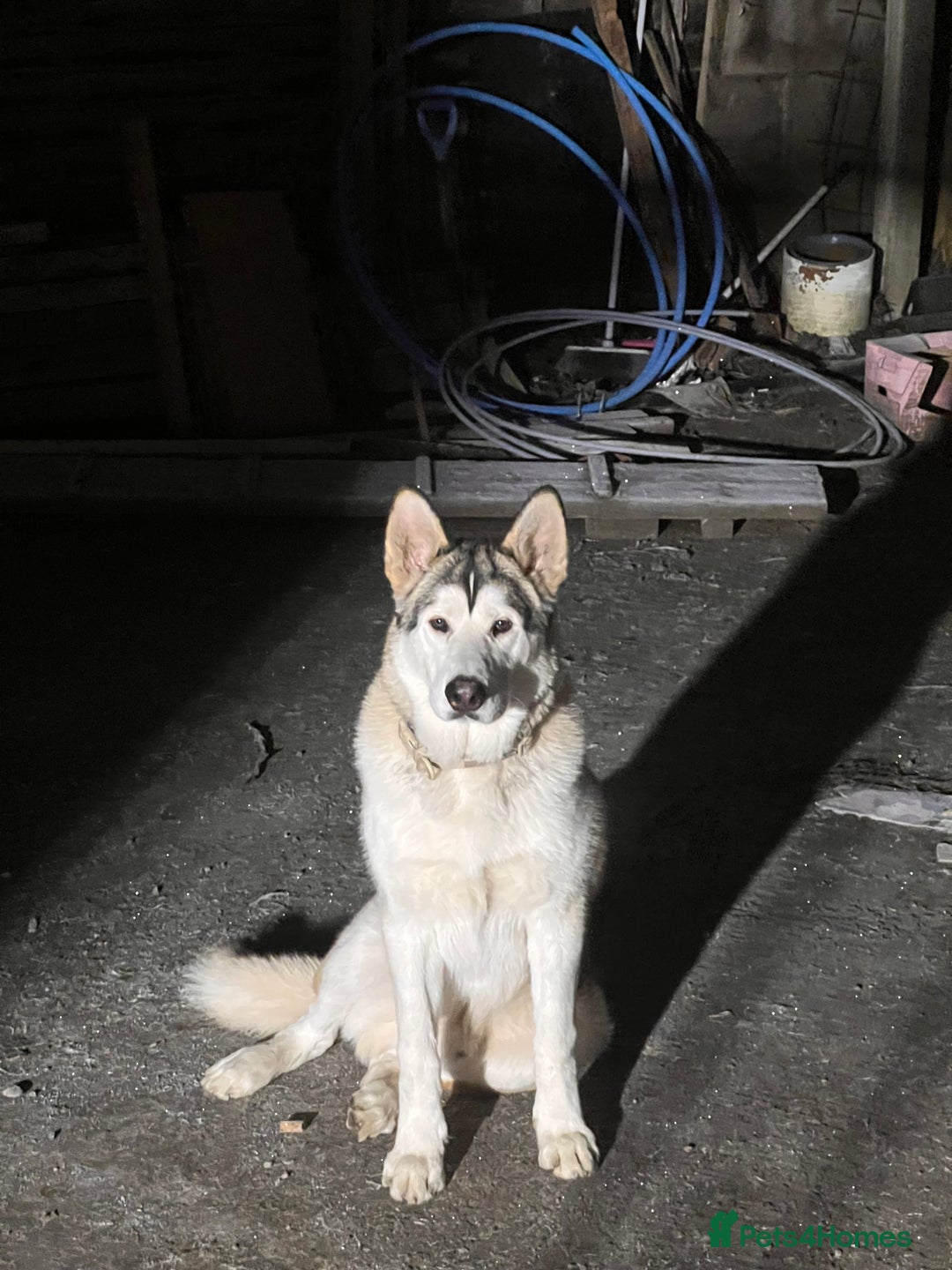 Siberian Husky dogs for sale: Bruno in Gravesend - Image 8