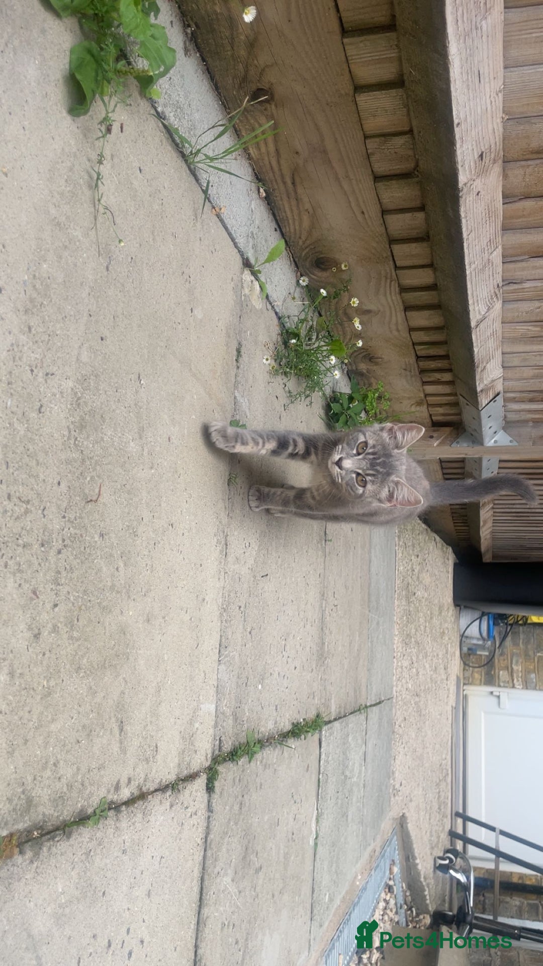 Bengal cats for sale: Bengal Tabby kittens - Image 16
