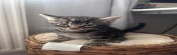 Mixed Breed cats for sale: Kittens looking forever home  in Reading - Advert 6