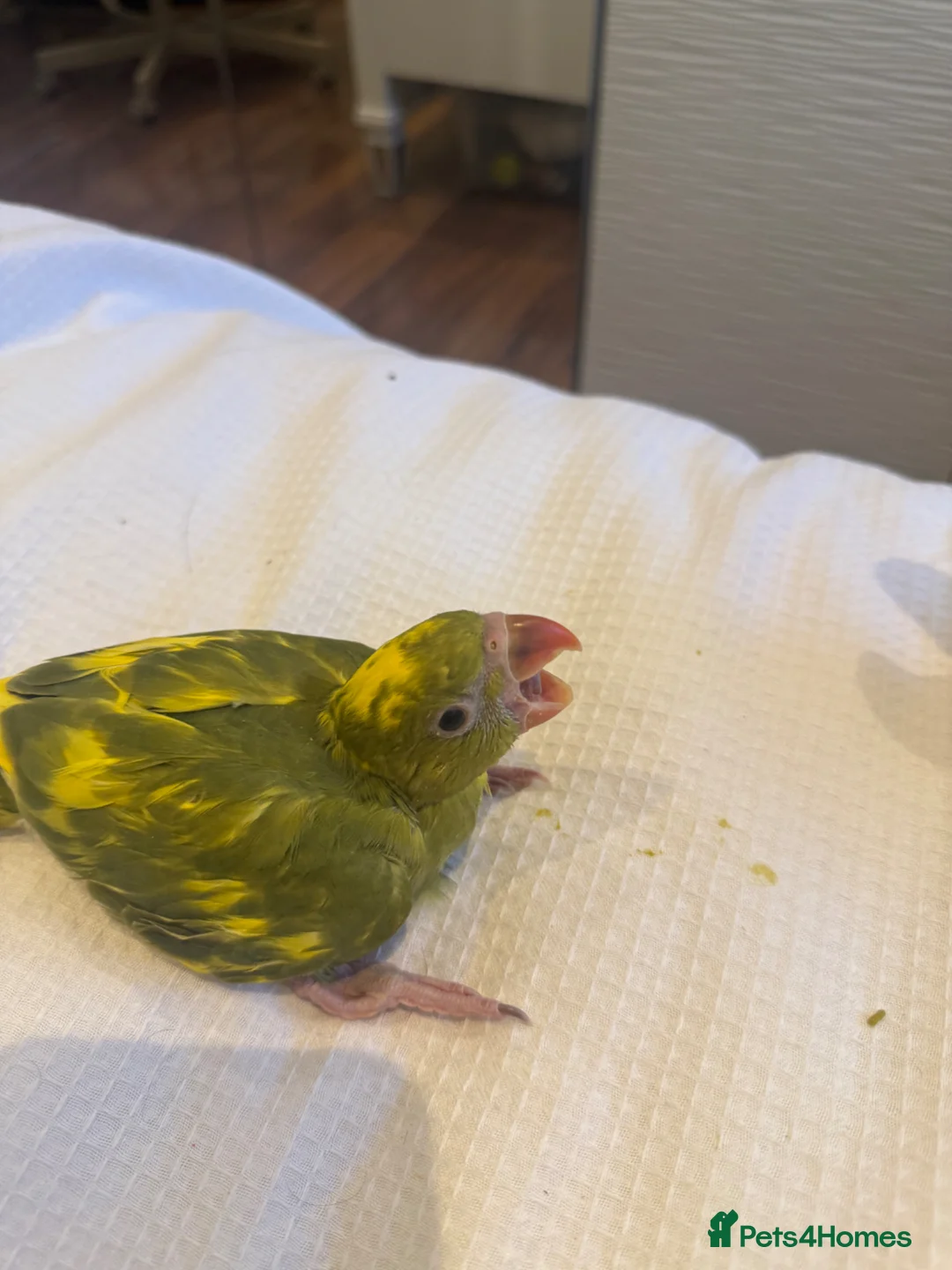 Ringnecks birds for sale: Four week Baby Indian ring necks- blue tails rare  - Advert 1