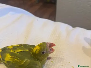 Ringnecks birds Four week Baby Indian ring necks- blue tails rare - Advert 17