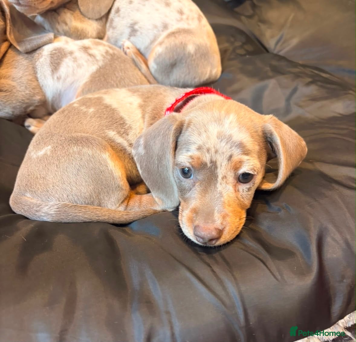 Miniature Dachshund dogs John s  - Advert 2