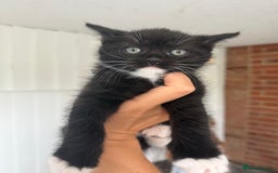 Mixed Breed cats for sale: Beautiful kittens for sale - Image 15