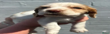 Cocker Spaniel 4