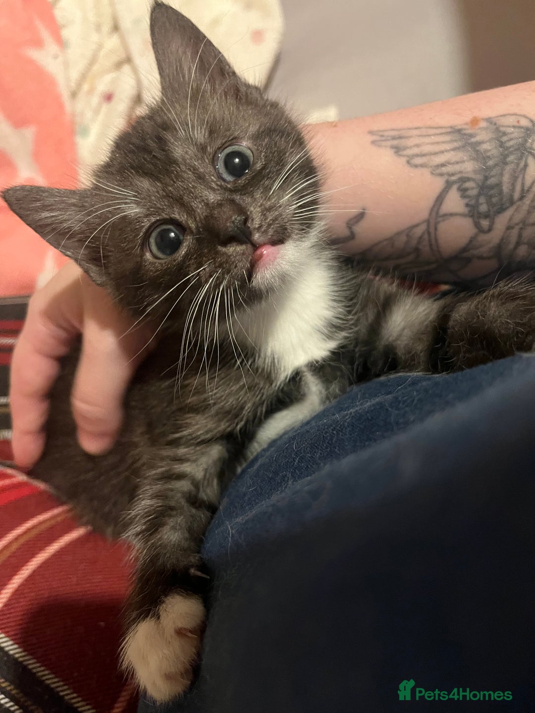 Mixed Breed cats for sale: Ragdoll x Bengal x Mau Kitten - Image 1