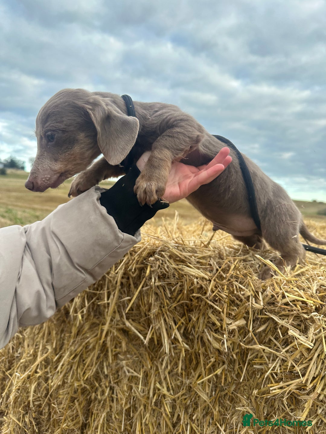 Miniature Dachshund dogs for sale: Beautiful long haired dachshund  - Image 2