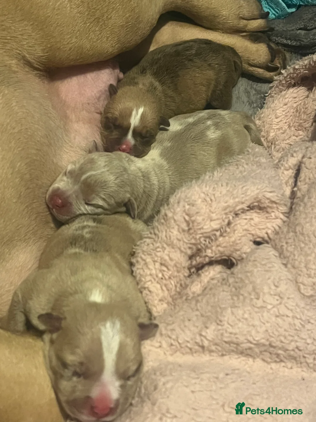American Bully dogs for sale: Exotic micro pocket bullys🐶🥰 in Leyland - Advert 1
