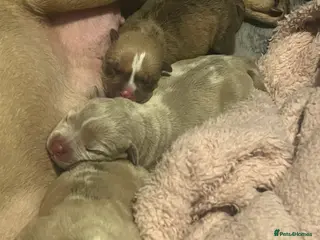 American Bully dogs Exotic micro pocket bullys🐶🥰 - Advert 9