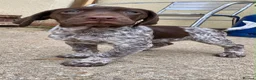 German Shorthaired Pointer dogs for sale: Exceptional KC GSP Puppies  - Advert 9