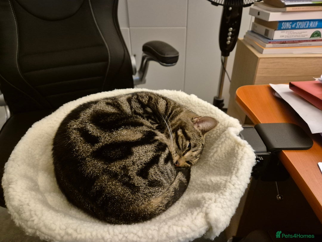 Domestic Shorthair cats for sale: Majestic Cat looking for a loving home - Image 8