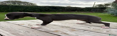 Whippet black collar 