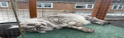 Maine Coon cats for sale:  🐾 Seeking Their Forever Homes Cleo and Dalia 🐾 - Advert 7