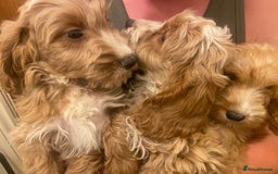 Cockapoo dogs for sale: F1 Apricot cockapoo’s boys and girls  - Image 21