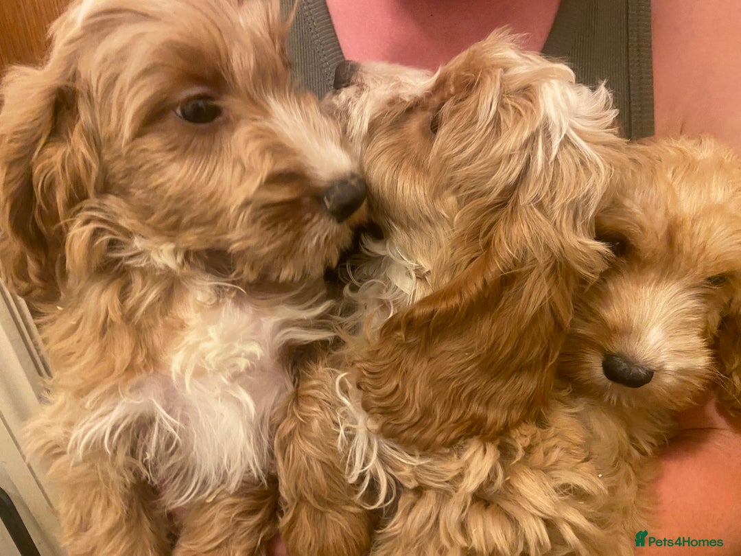Cockapoo dogs for sale: F1 Apricot cockapoo’s boys and girls  - Image 21