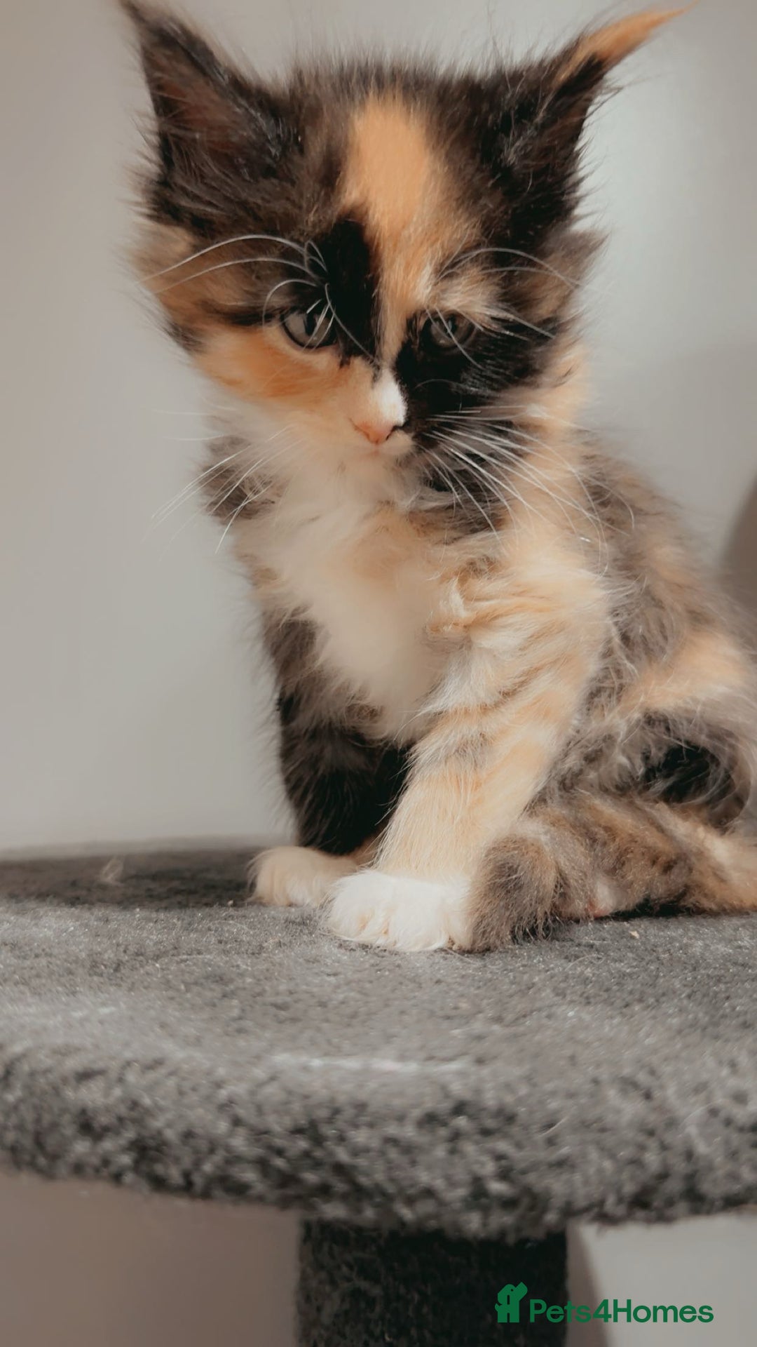 Maine Coon cats for sale: Kittens Available  - Image 2