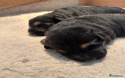 German Shepherd dogs for sale: Gorgeous Male German Shepherd Pup for Sale - Image 14