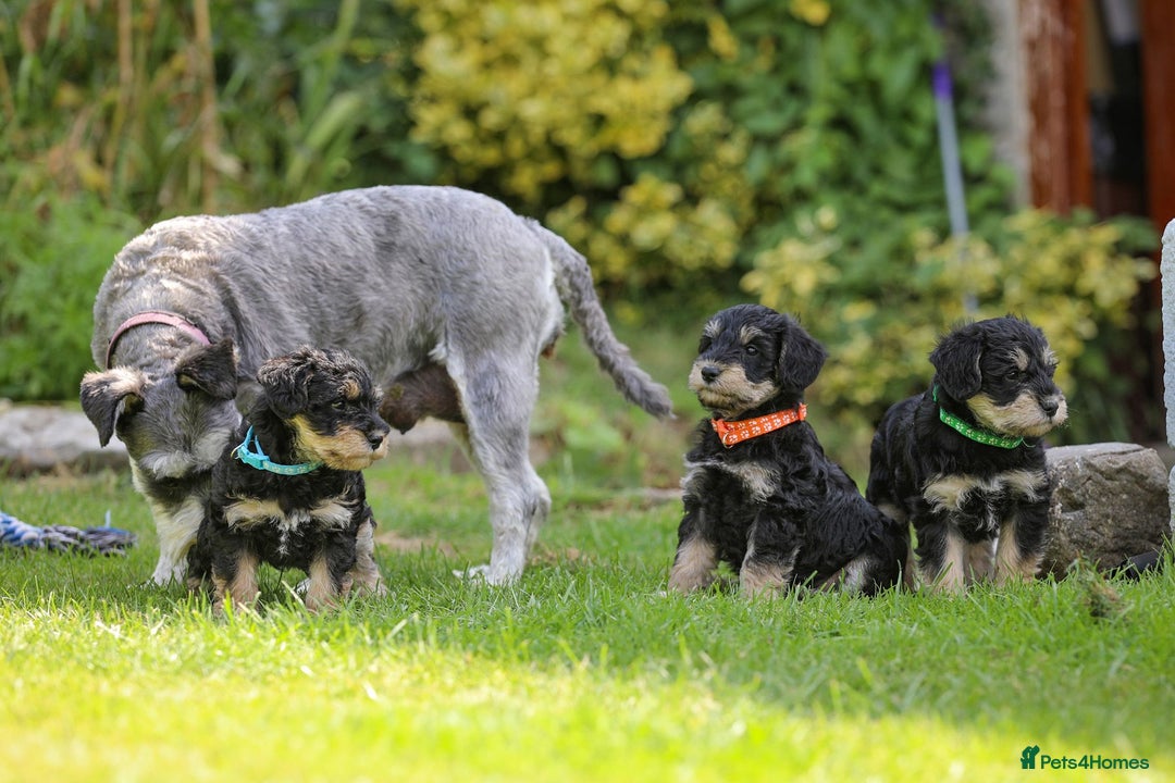 Mixed Breed dogs for sale: Schnoodle Puppies - Image 10