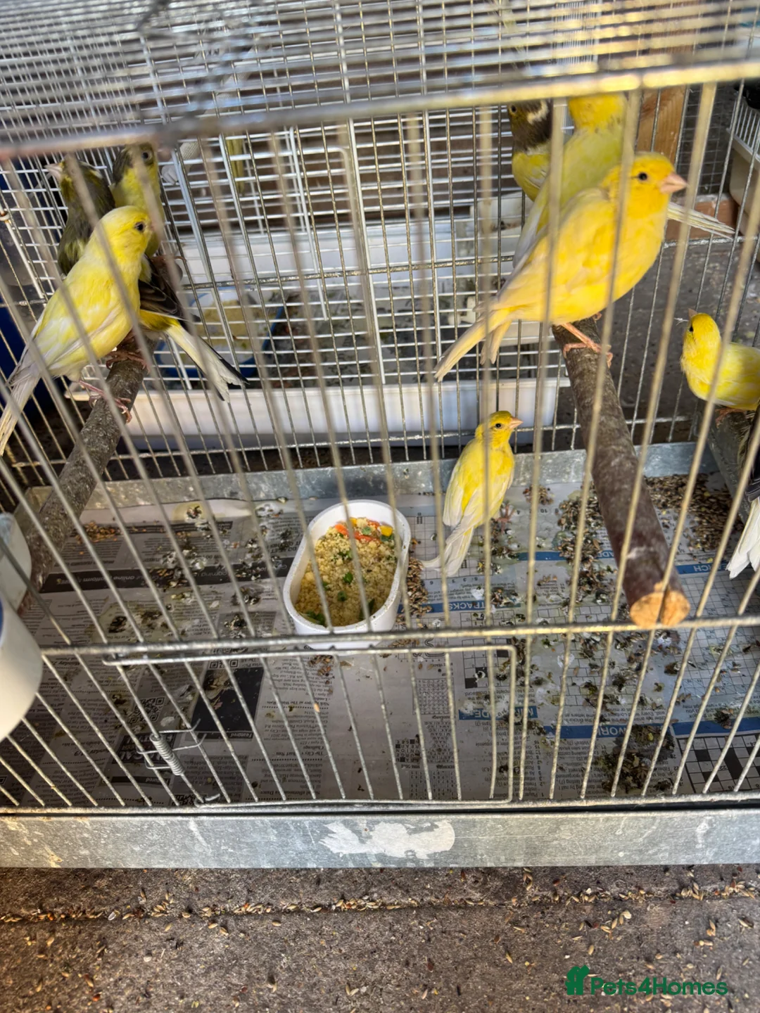Canaries birds for sale: Canary Roller for sale - Advert 2