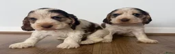 Cocker Spaniel dogs for sale: 🐾 SHOW COCKER SPANIEL PUPPIES FORSALE 🐾  - Advert 8