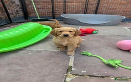 Golden Retriever dogs for sale: KC health tested Working line- FTAW dam  - Image 6