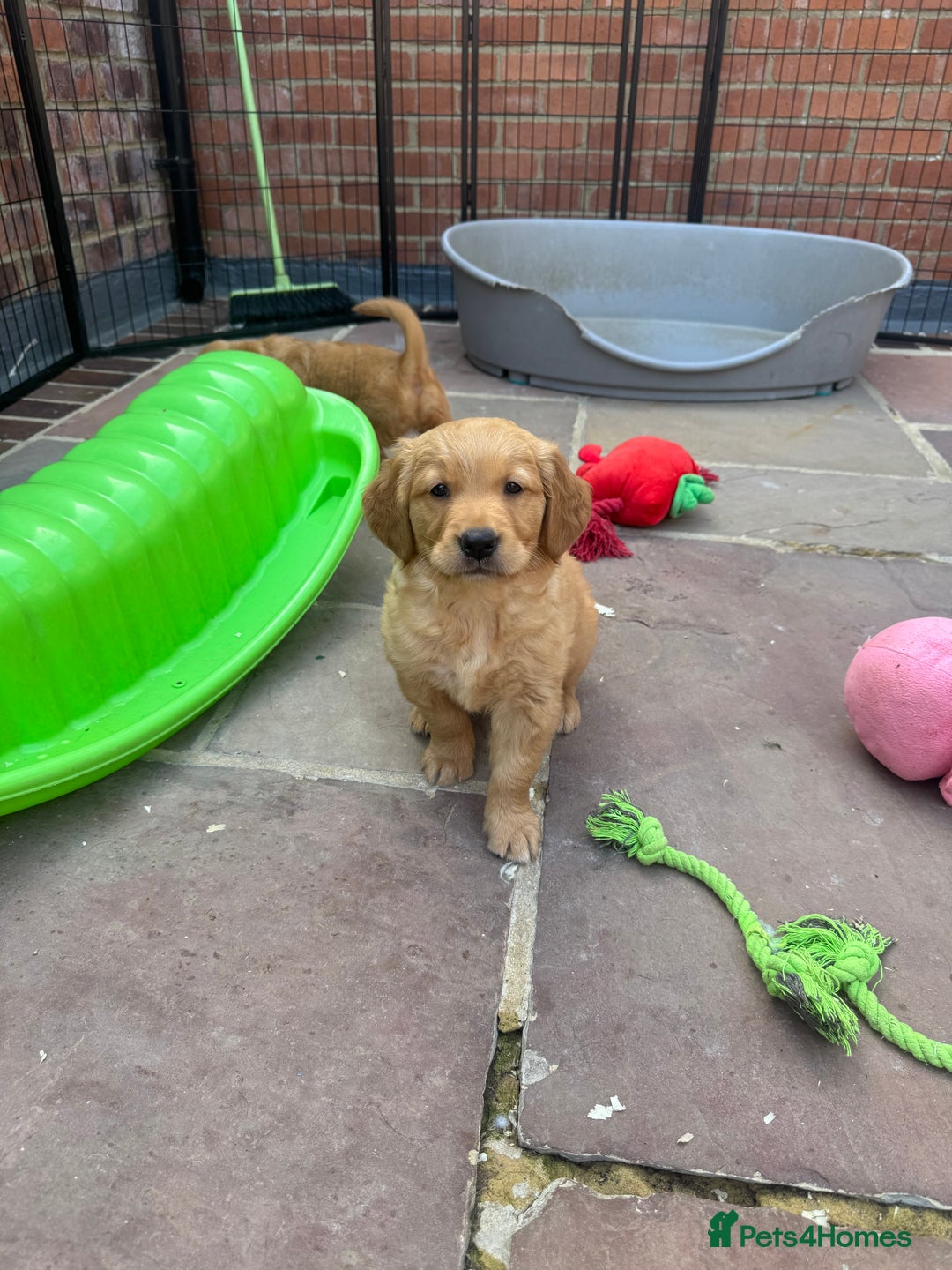 Golden Retriever dogs for sale: KC health tested Working line- FTAW dam  - Image 6