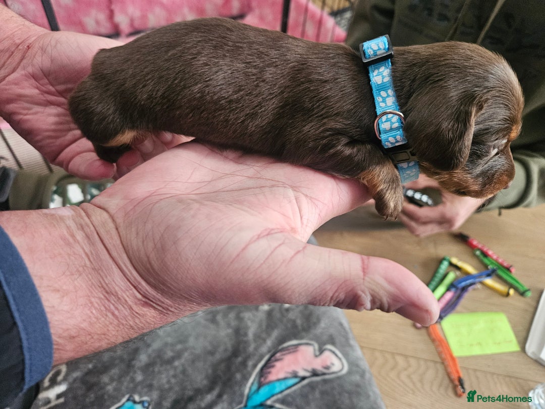 Miniature Dachshund dogs for sale: Miniature dashunds  - Image 21