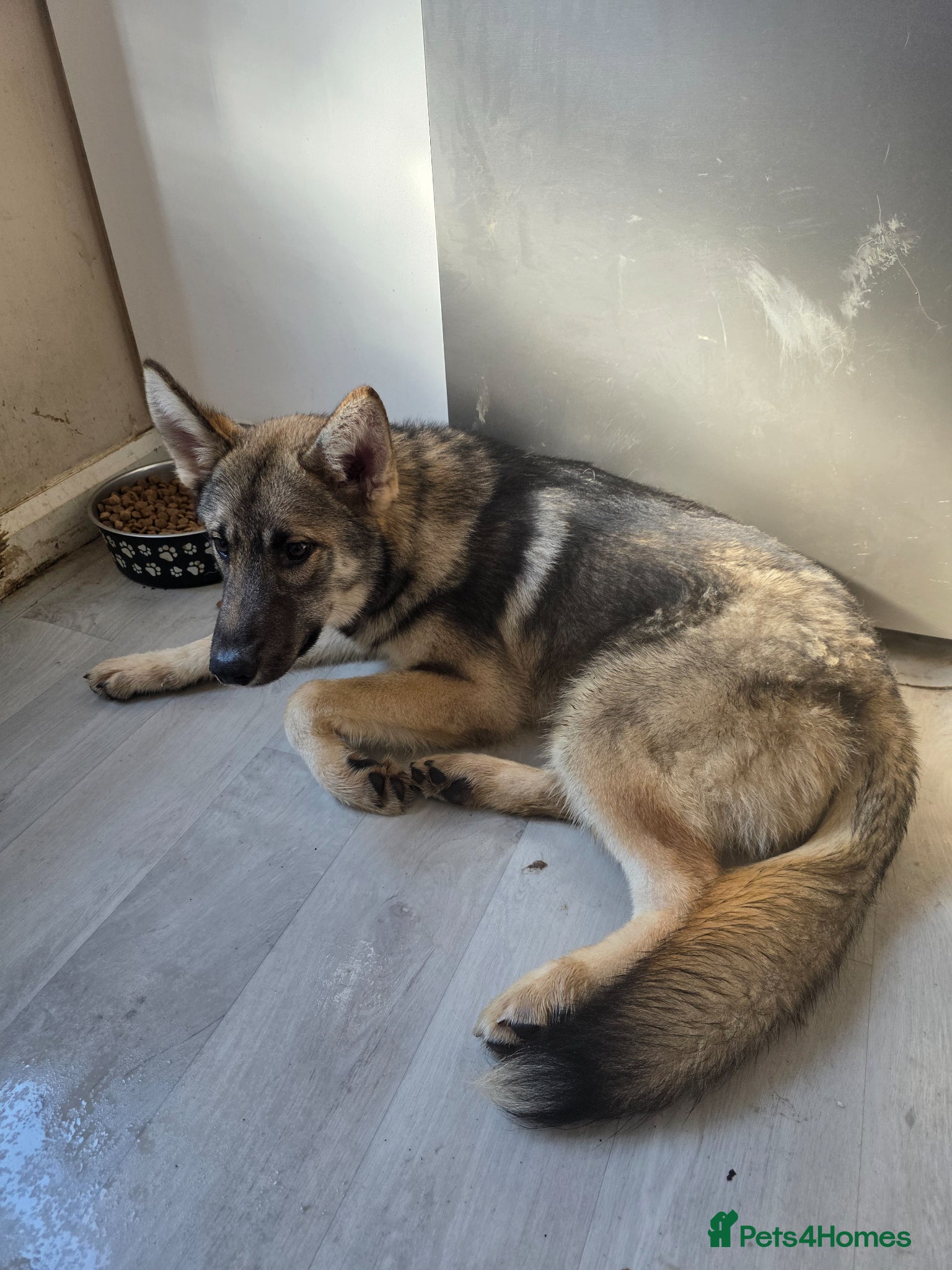 Shepsky dogs 8 month old shepsky boy for sale  - Advert 10