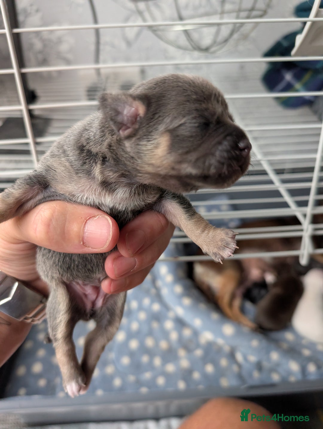 Chihuahua dogs for sale: 🐾 Adorable Chihuahua Puppies for Sale 🐾 - Image 12
