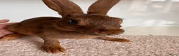 Belgian Hares rabbits for sale: Baby Belgian Hares in Redcar - Advert 3