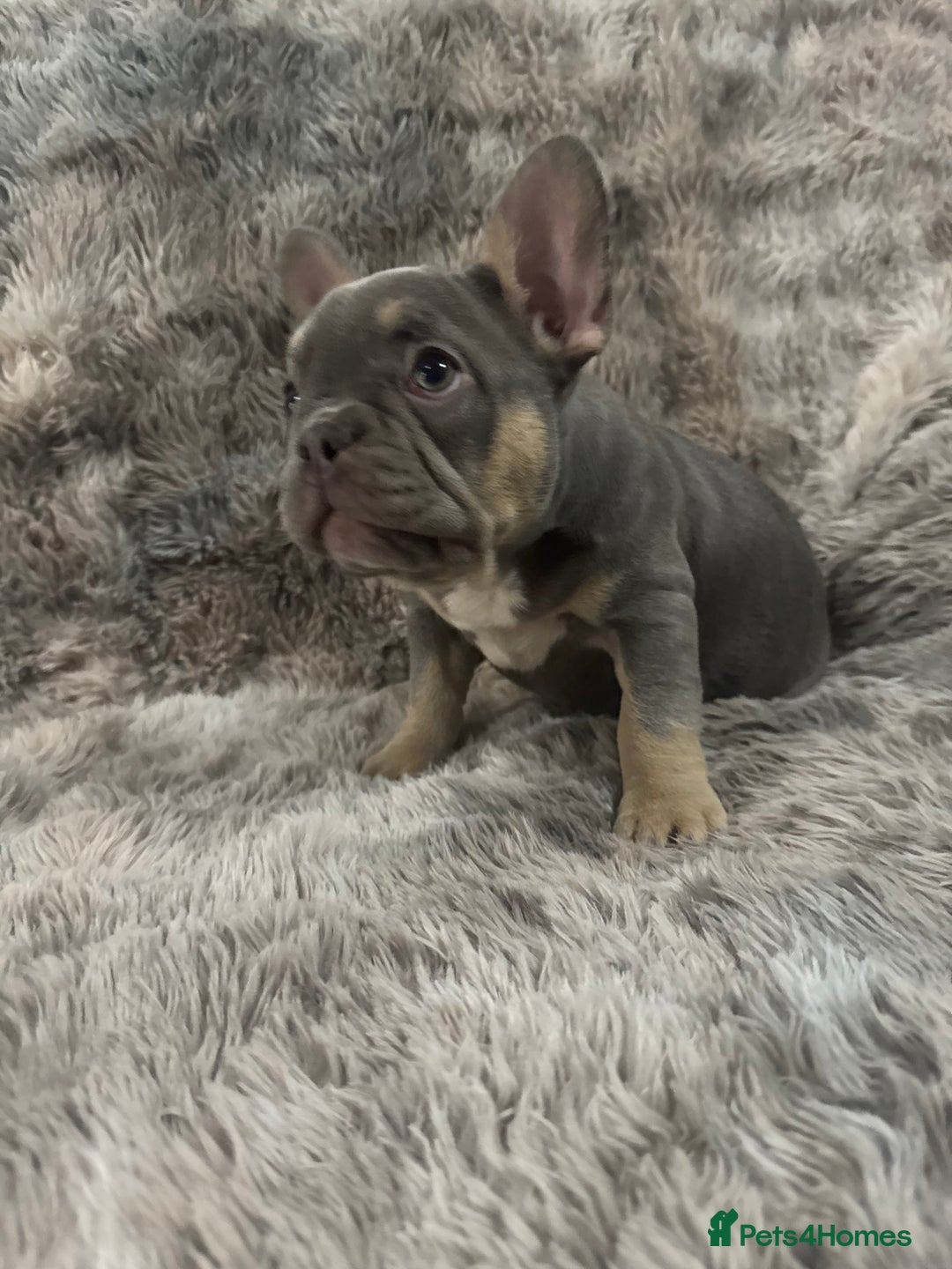 French Bulldog dogs for sale: Last girl left  - Advert 3
