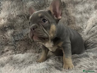 French Bulldog dogs Last girl left - Advert 5