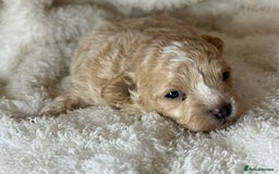 Maltipoo dogs for sale: F1 Maltipoo Boy  - Image 7