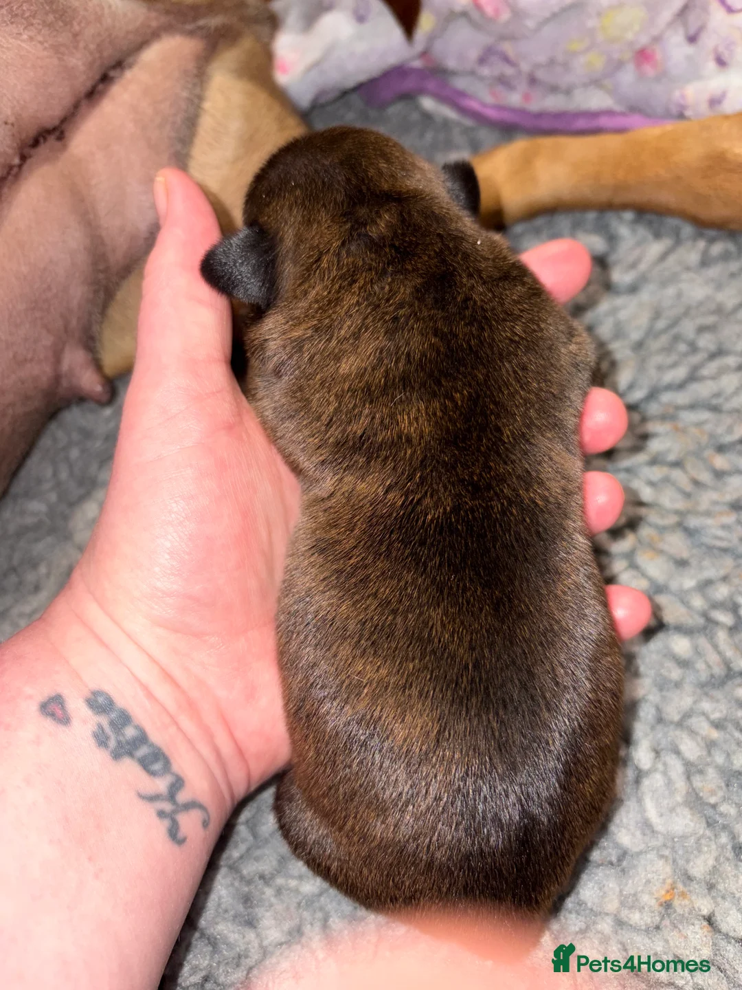 Staffordshire Bull Terrier dogs for sale: 1 beautiful staffy pup - Advert 9