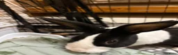 Dutch rabbits for sale: 4 month bunny+ all accessories for sale in Spennymoor - Advert 3