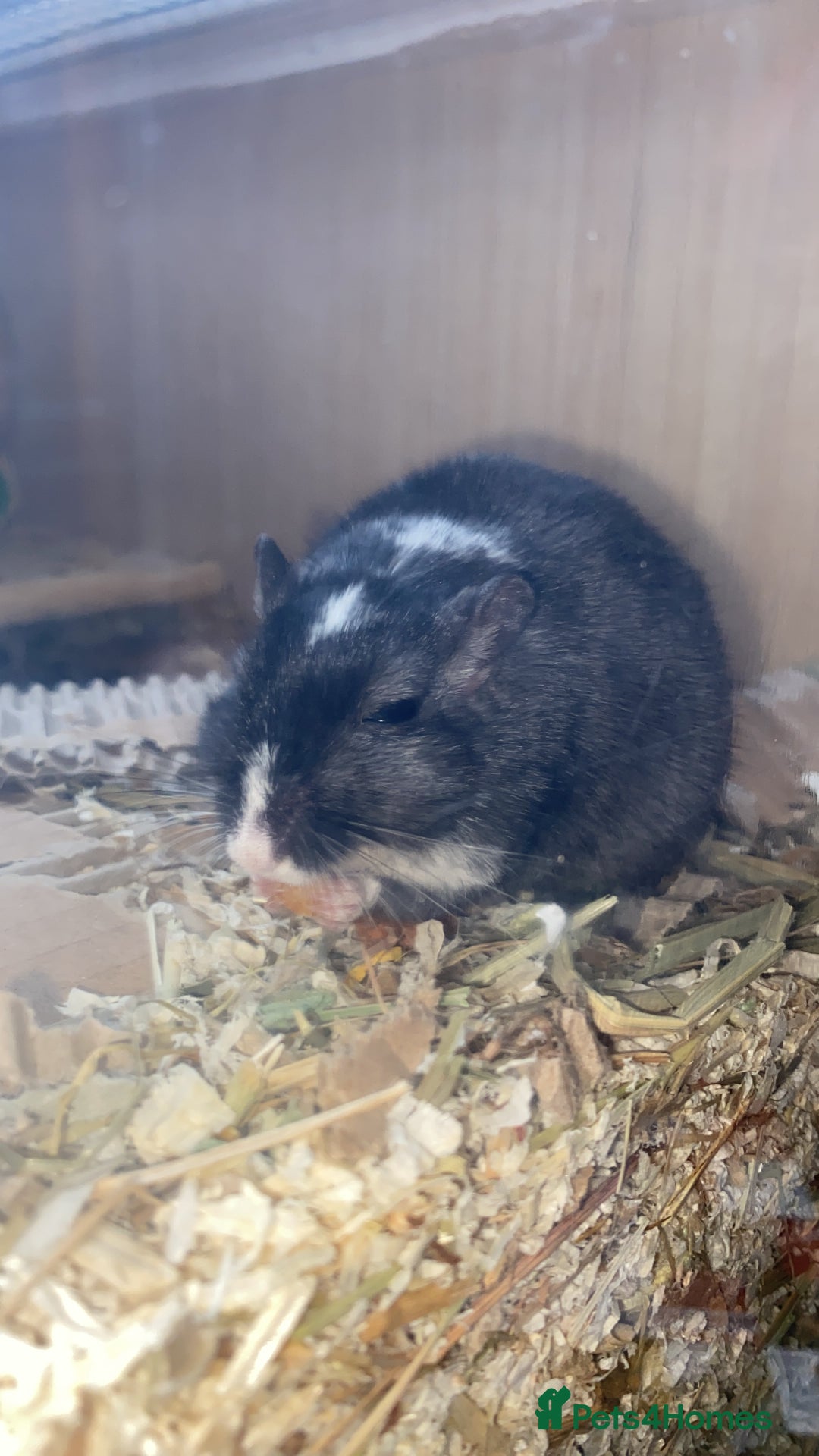 Gerbil rodents for sale: Male gerbils - Image 2