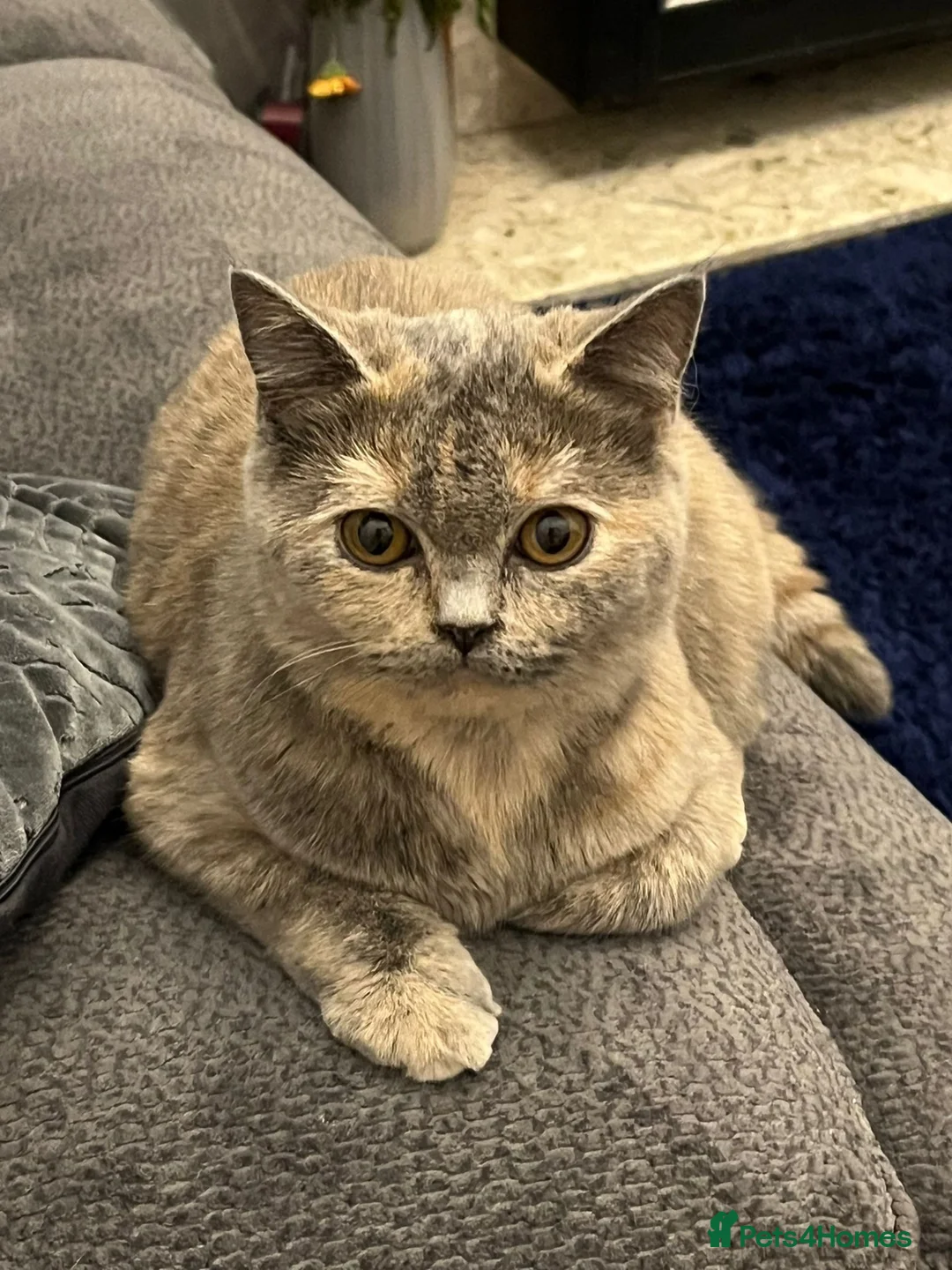 British Shorthair cats for sale: 1 year old British short hair in Derby - Advert 2