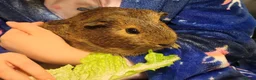 Guinea Pig rodents for sale: Two bonded female guinepigs  - Advert 6