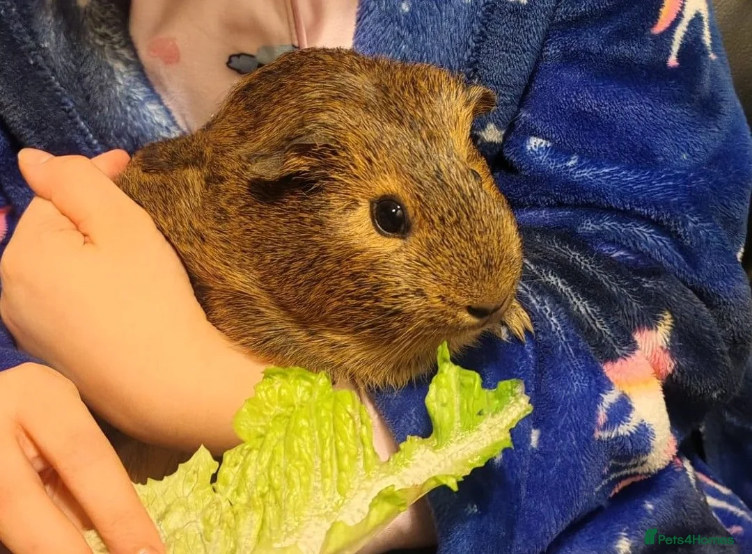 Guinea Pig rodents for sale: Two bonded female guinepigs  - Advert 6