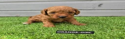 Toy Poodle dogs for sale: STUNNING RED KC TOY POODLE 🤩🐶 - Advert 28